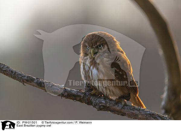 East Brazilian pygmy owl / PW-01501