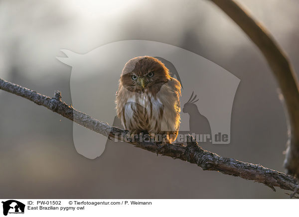 Kleinst-Zwergkauz / East Brazilian pygmy owl / PW-01502