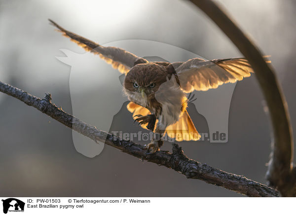 East Brazilian pygmy owl / PW-01503