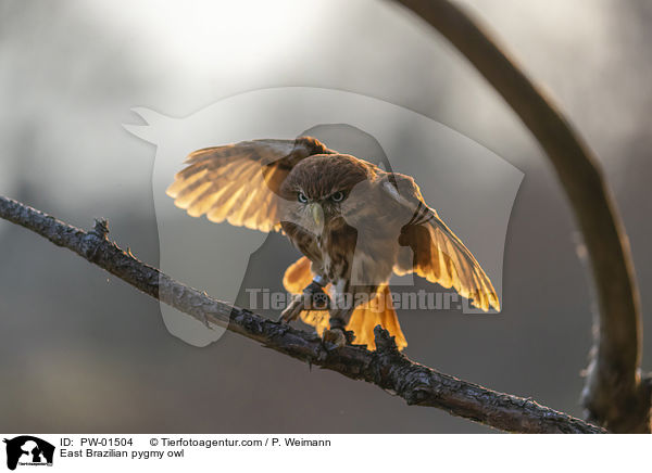 Kleinst-Zwergkauz / East Brazilian pygmy owl / PW-01504