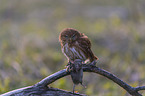 East Brazilian pygmy owl