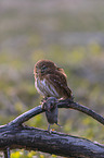 East Brazilian pygmy owl