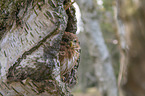 East Brazilian pygmy owl