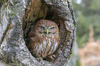 East Brazilian pygmy owl