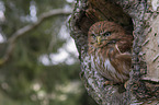 East Brazilian pygmy owl