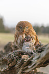 East Brazilian pygmy owl