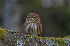 East Brazilian pygmy owl