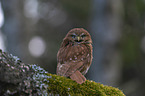 East Brazilian pygmy owl