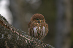 East Brazilian pygmy owl