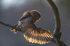 East Brazilian pygmy owl