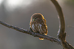 East Brazilian pygmy owl