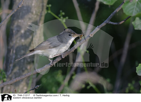 Blasssptter / eastern olivaceous warbler / THA-11217