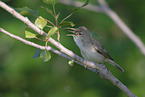 eastern olivaceous warbler