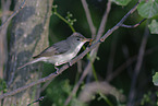 eastern olivaceous warbler