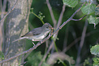 eastern olivaceous warbler