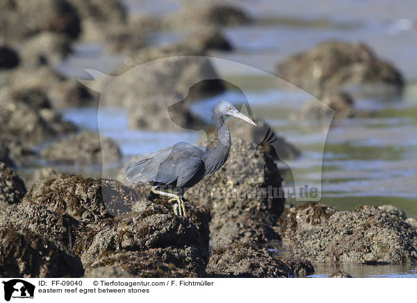 eastern reef egret between stones / FF-09040