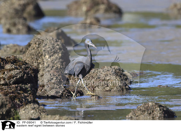 Riffreiher zwischen Steinen / eastern reef egret between stones / FF-09041