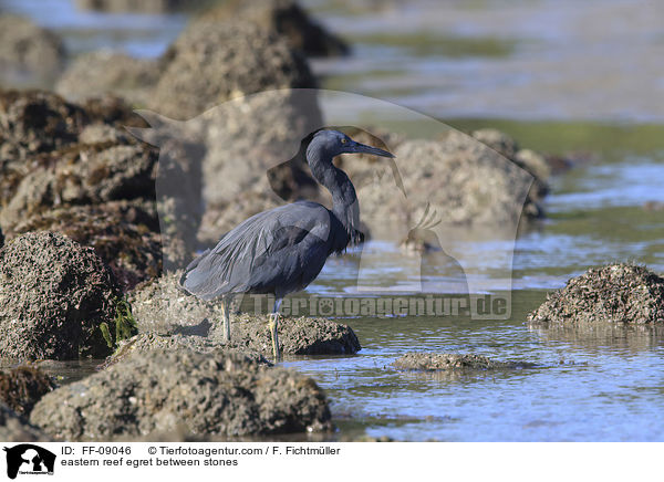 Riffreiher zwischen Steinen / eastern reef egret between stones / FF-09046