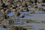 eastern reef egret between stones
