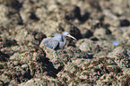 eastern reef egret between stones