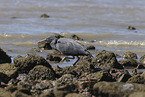 eastern reef egret