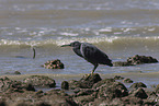 eastern reef egret