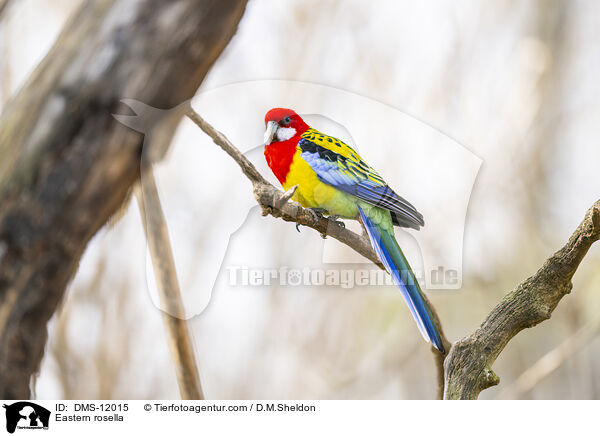 Rosellasittich / Eastern rosella / DMS-12015