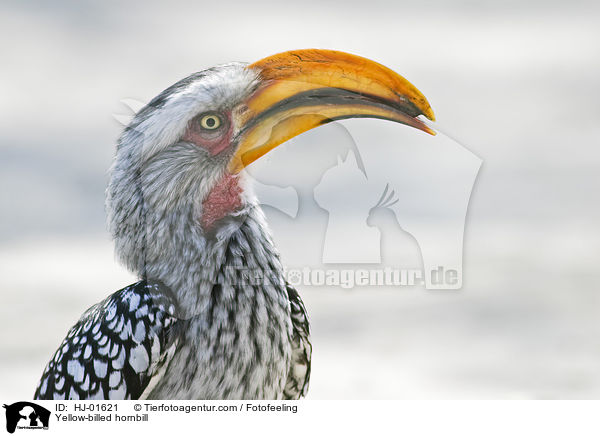 Yellow-billed hornbill / HJ-01621