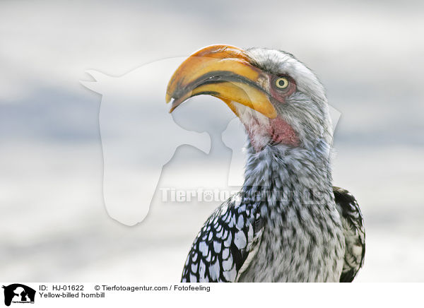 Gelbschnabeltoko / Yellow-billed hornbill / HJ-01622