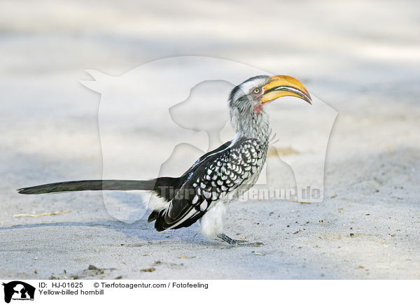 Yellow-billed hornbill / HJ-01625
