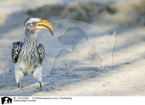 Yellow-billed hornbill / HJ-01626
