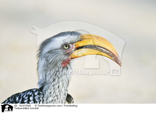 Yellow-billed hornbill / HJ-01628