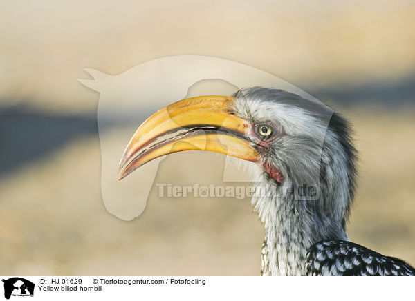 Yellow-billed hornbill / HJ-01629