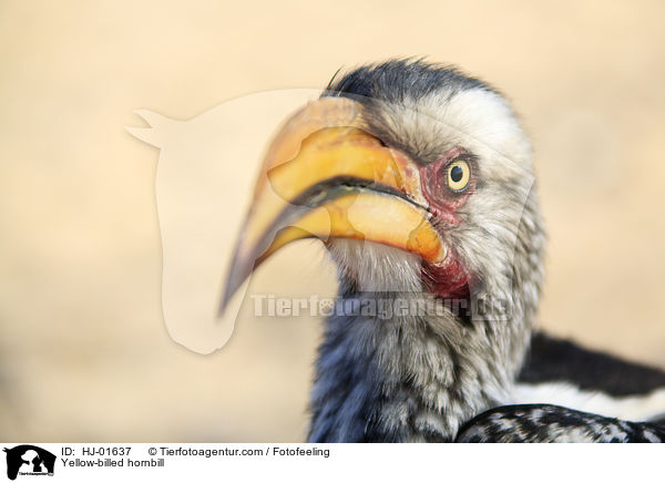 Gelbschnabeltoko / Yellow-billed hornbill / HJ-01637