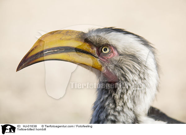 Yellow-billed hornbill / HJ-01638