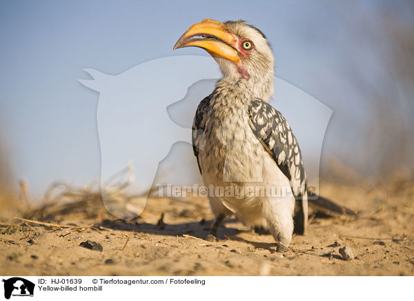 Gelbschnabeltoko / Yellow-billed hornbill / HJ-01639
