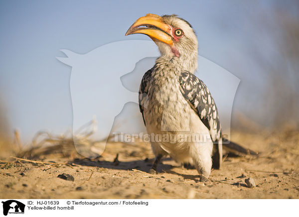 Gelbschnabeltoko / Yellow-billed hornbill / HJ-01639