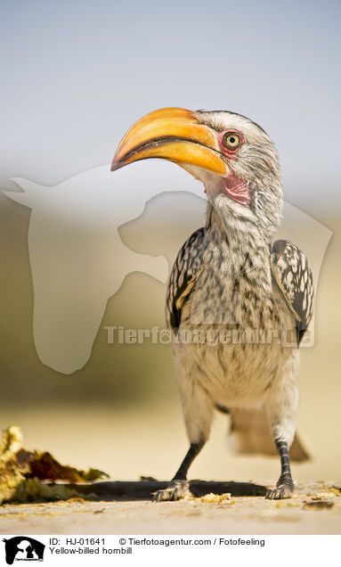 Gelbschnabeltoko / Yellow-billed hornbill / HJ-01641