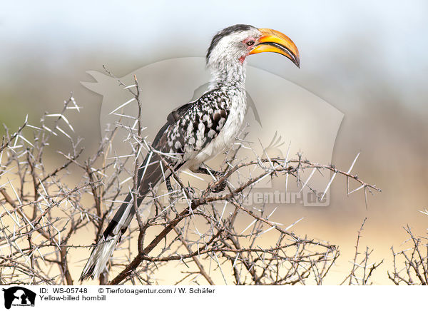 Yellow-billed hornbill / WS-05748
