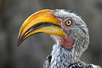 Yellow-billed hornbill