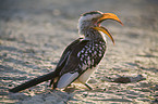 Yellow-billed hornbill