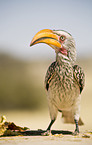 Yellow-billed hornbill