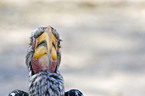 Yellow-billed hornbill