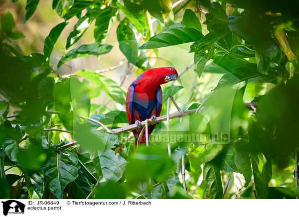 Edelpapagei / eclectus parrot / JR-06849