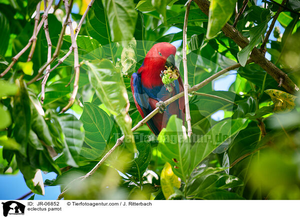 Edelpapagei / eclectus parrot / JR-06852