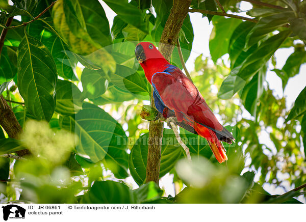 Edelpapagei / eclectus parrot / JR-06861