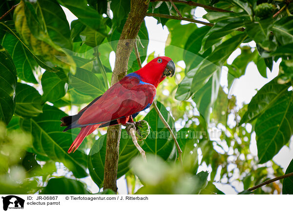 Edelpapagei / eclectus parrot / JR-06867