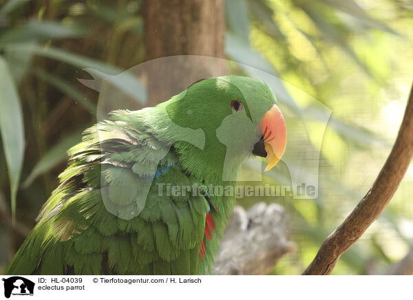 Edelpapagei / eclectus parrot / HL-04039