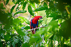 eclectus parrot