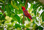 eclectus parrot